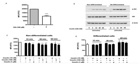 Molecular and Functional Characterization of Human SW 872 Adipocytes as ...