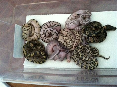 Image result for Ball Python Clutch