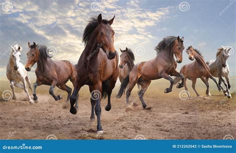 Herd of horses stock photo. Image of clouds, brown, herd - 212262042