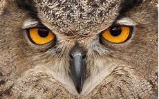Best Owl Wallpaper by Owl Wallpapers Best Wallpapers Best Owl Wallpaper