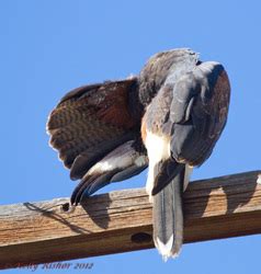 Image result for Bird Addiction Animation