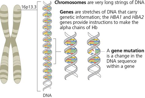 Image result for Gene Decoding
