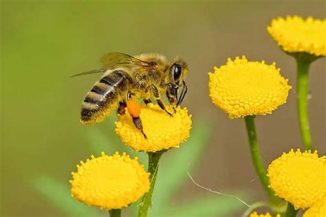 Image result for Pollination Examples
