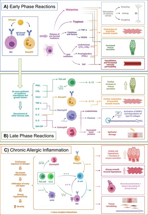Frontiers | The Importance of Metabolism for Immune Homeostasis in Allergic Diseases