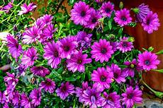 come coltivare fiori coltivare margherite guida per principianti come coltivare fiori coltivare margherite guida per principianti