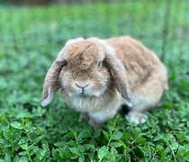 Image result for Hollend Lop Rabbits Funny
