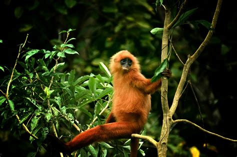 Borneo Wildlife Holidays and safaris 2026/2027 | Wildlife Trails