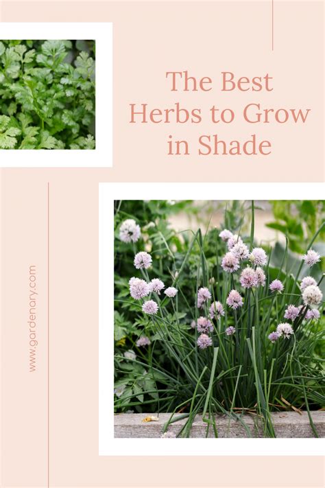 Herbs That Grow In Shade Herbs For Shade Include Well Known Plants