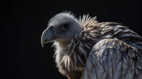 Wallpaper vulture, bird, predator hd, picture, image