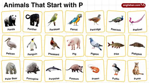 20+ Animals that Start with F in English with Pictures
