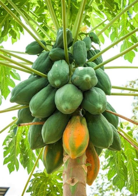 Buy Taiwan red lady 786 f1 hybrid papaya seeds 10gm | Pack of Seeds 550 ...