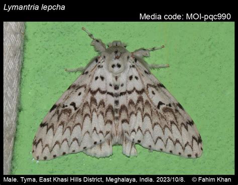 Lymantria lepcha (Moore, 1879) - | Moths