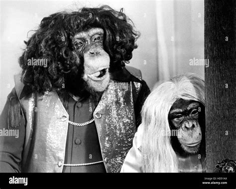 Lance Link Secret Chimp