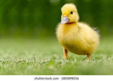 Image result for Ducklings Running