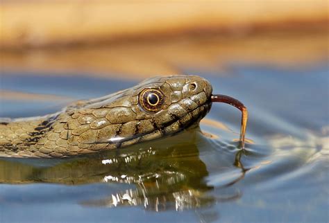 The 6 Most Snake Infested Lakes in the US