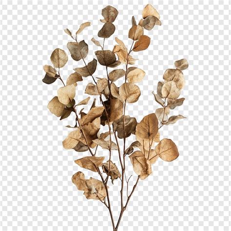 Free PSD | Dried Eucalyptus Branches Autumnal Elegance