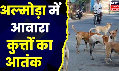 Almora News : Almora में आवारा कुत्तों का आतंक, नगर पालिका के पास नहीं ...