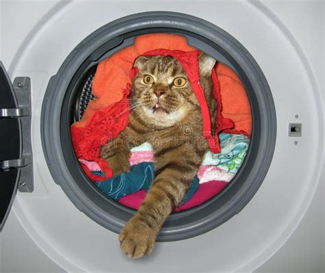 Image result for Cat in Washing Machine Prank