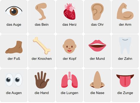 Body Parts in German - Vocabulary Game - Ekvis.com