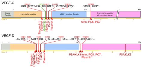 Proteolytic Cleavages in the VEGF Family: Generating Diversity among ...
