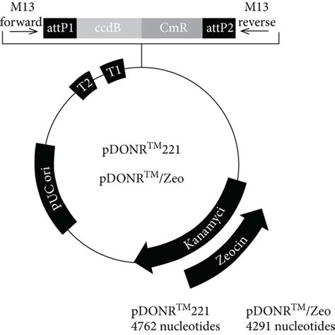 Cloning Method 的图像结果