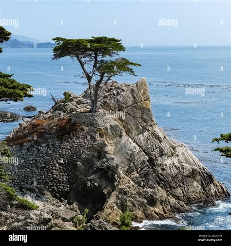 The Lone Cypress is a Monterey cypress tree in Pebble Beach, California ...