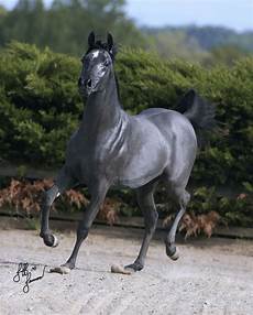 cavallo pomellato 25 b 228 sta grey horses id 233 erna p 229 h 228 h 228 st cavallo pomellato 25 b 228 sta grey horses id 233 erna p 229 h 228 h 228 st