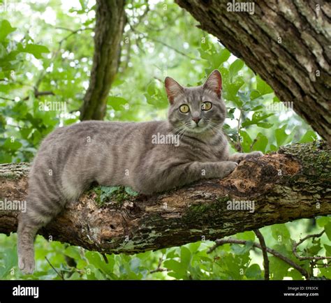 Spotted blue tabby cat on tree branch Stock Photo - Alamy