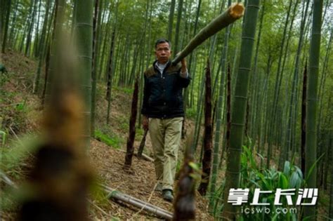 肇庆市广宁县长寿老人多，75岁还去砍竹子赚钱称不麻烦子女 - 知乎
