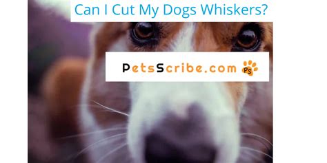 Can I Cut My Dogs Whiskers? Dog Grooming Secrets You Need To Know ...