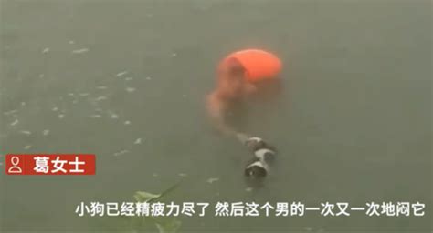 安徽一男子多次将狗闷在河水中挣扎，可恶至极！_宠界新闻