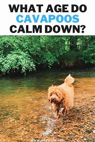 Image result for Baby Calm Down Wallpaper