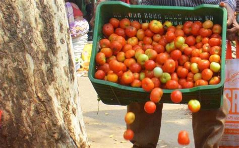 Upset Over Getting Just Rs 680 For 100 Crates Of Tomatoes, MP Farmer ...