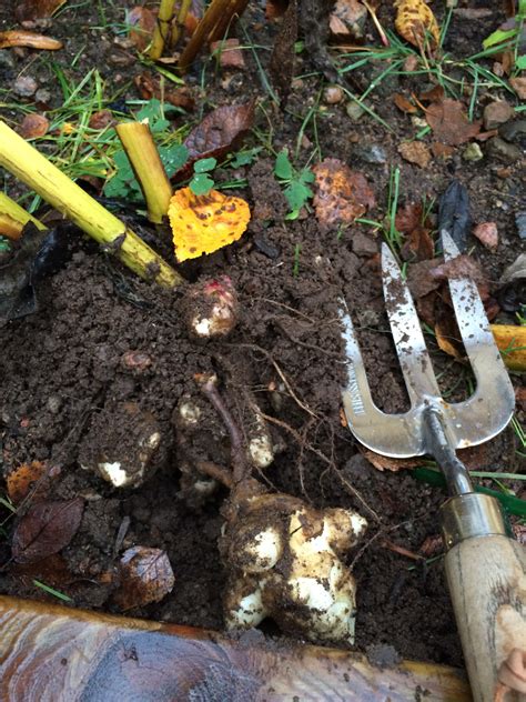 Growing Jerusalem Artichokes • Vegocracy