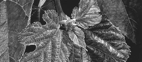 International Society of Scratchboard Artists Exhibit through 11/30/24 ...