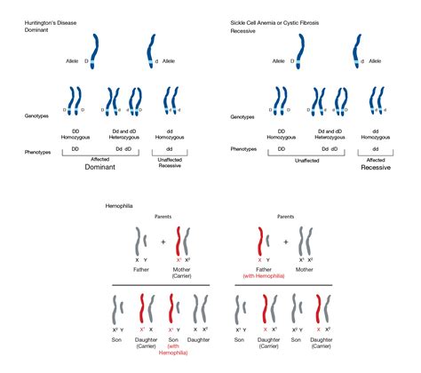 Image result for Simple Mendelian Inheritance Examples