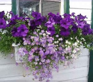 Paudha Brachycome mix Seed Price in India - Buy Paudha Brachycome mix ...