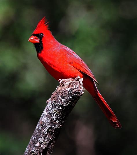 Wild life: Cardinal birds wallpaper | wild birds