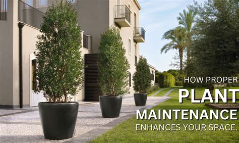 How Proper Plant Maintenance Enhances Your Space – Green Carpet