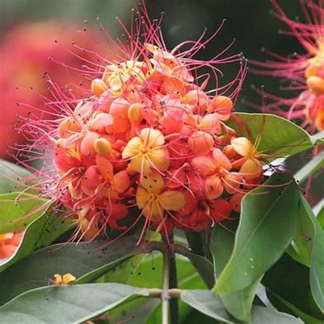 Top 10 Flowering Trees in India That Are Perfect for Every Garden ...