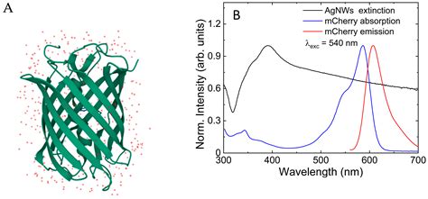 Real-Time Fluorescence Imaging of His-Tag-Driven Conjugation of mCherry ...
