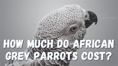 African Grey Parrot Price & Owning Cost
