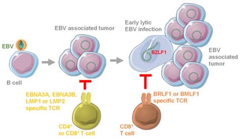 Redirecting T Cells against Epstein–Barr Virus Infection and Associated ...
