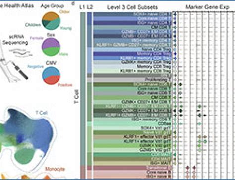 Single-cell RNA-seq 的图像结果
