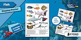 What is a Fish? Display Poster