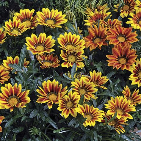 Gazania Rigens