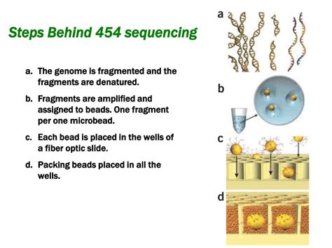454 Pyrosequencing Steps 的图像结果