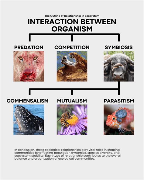 Examples Of Competition Relationship In Animals ECOLOGY
