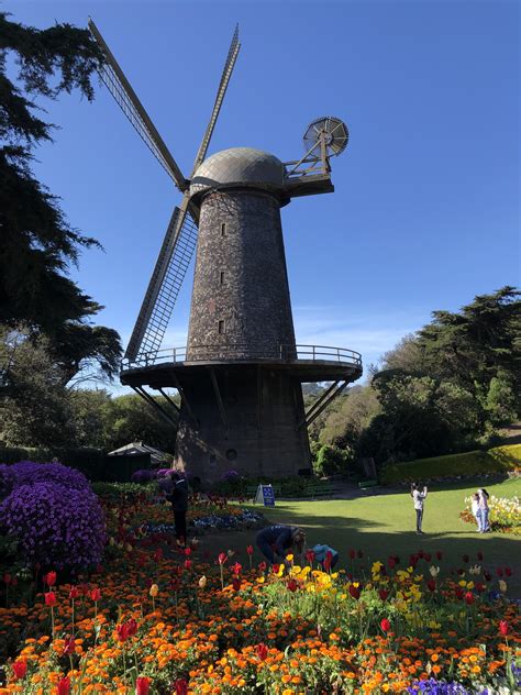 Queen Wilhelmina tulip garden : r/sanfrancisco