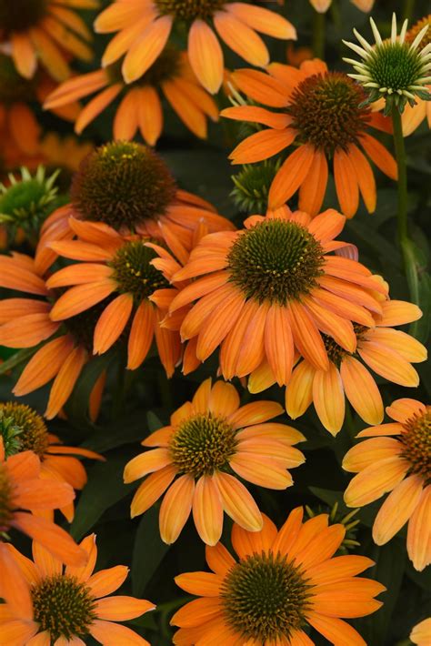 Artisan™ Soft Orange Coneflower Perennial - Echinacea - Gallon Pot ...